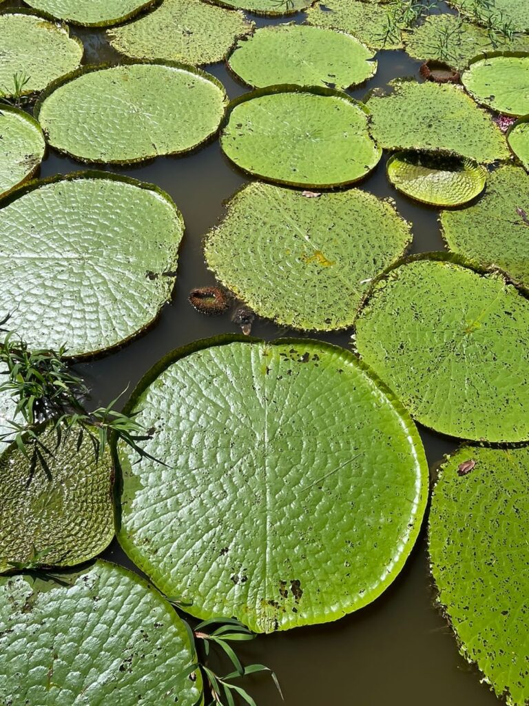 Conexões Amazônia: Biomimética