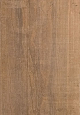 Arbor Canela EXT