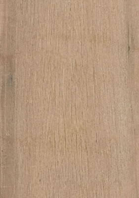 Arbor Canela MA