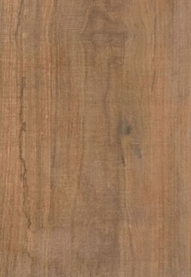 Arbor Canela MA
