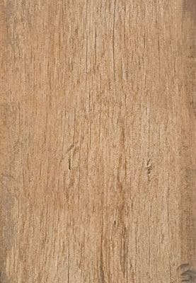 Arbor Canela MA